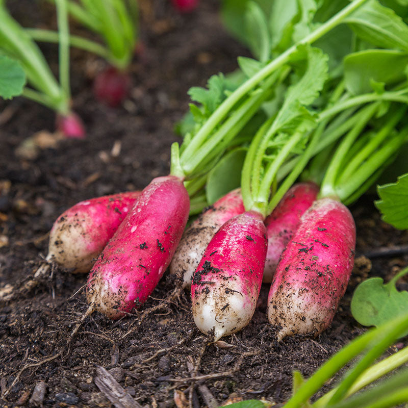 Radish 'French breakfast' Seeds