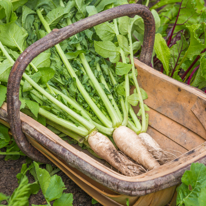 Radish 'Mooli' Seeds