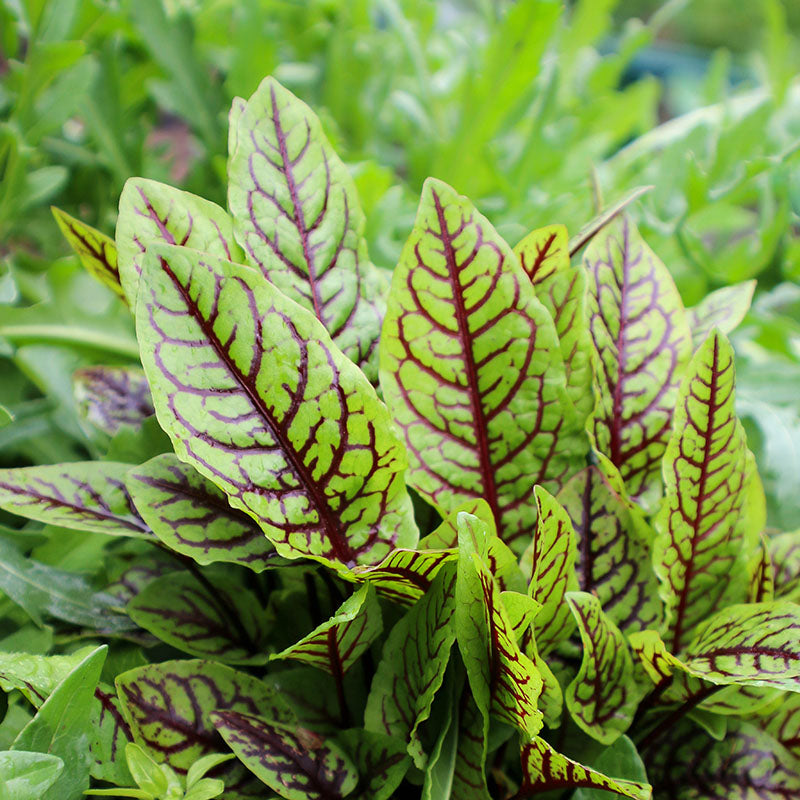Red-Veined Sorrel Seeds
