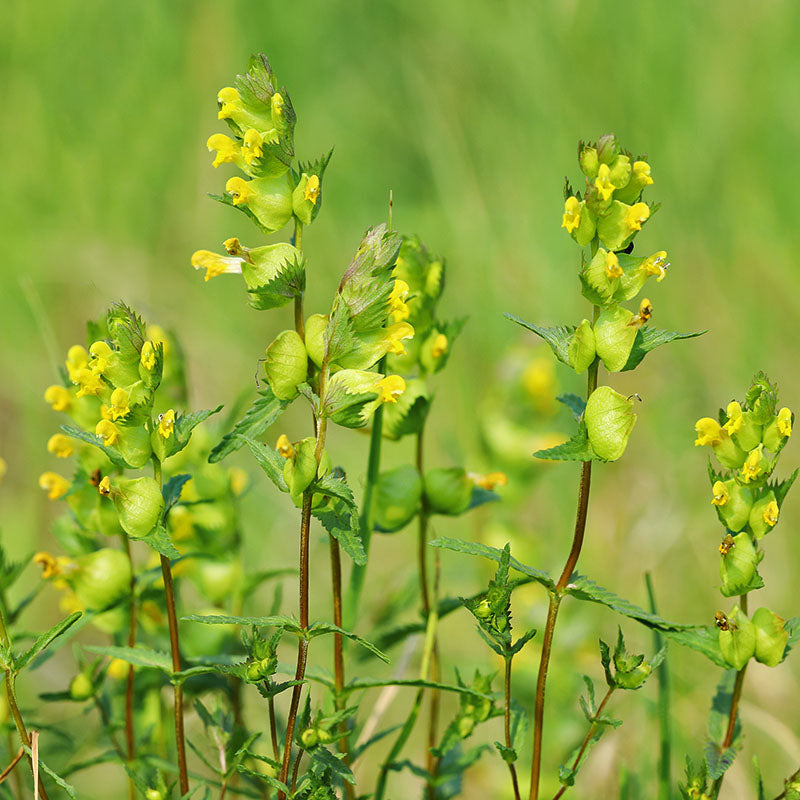 Rhinanthus minor (Yellow Rattle) Seeds
