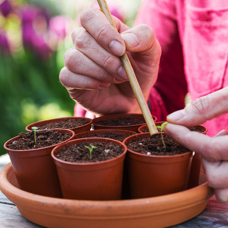 Rhodochiton atrosanguineus - Seeds