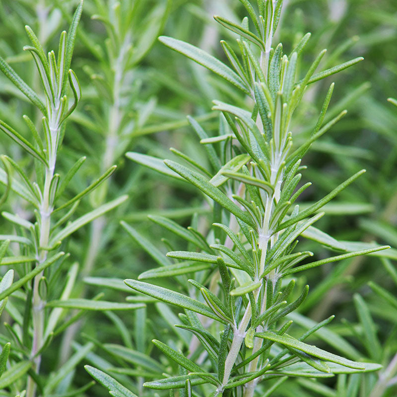 Rosemary Seeds