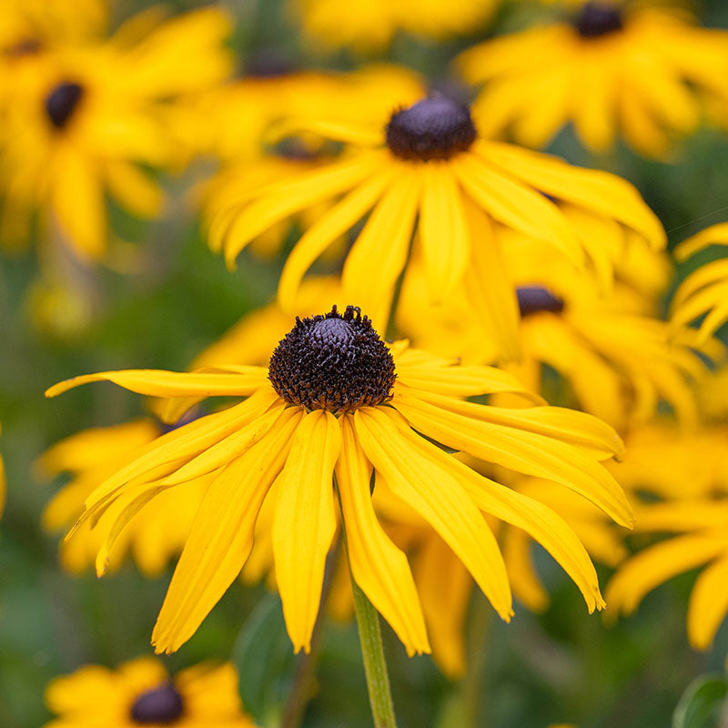 Rudbeckia fulgida 'Goldsturm' Seeds