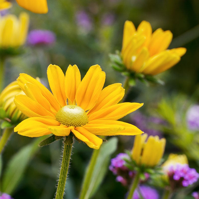 Rudbeckia hirta 'Irish Eyes' Seeds