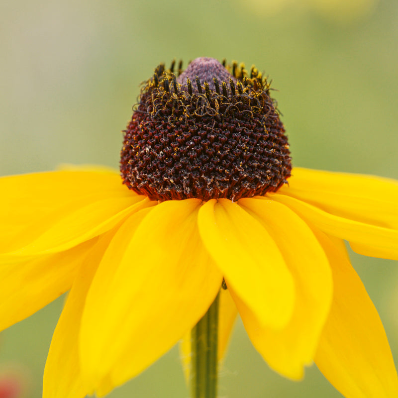 Rudbeckia hirta 'Marmalade' Seeds
