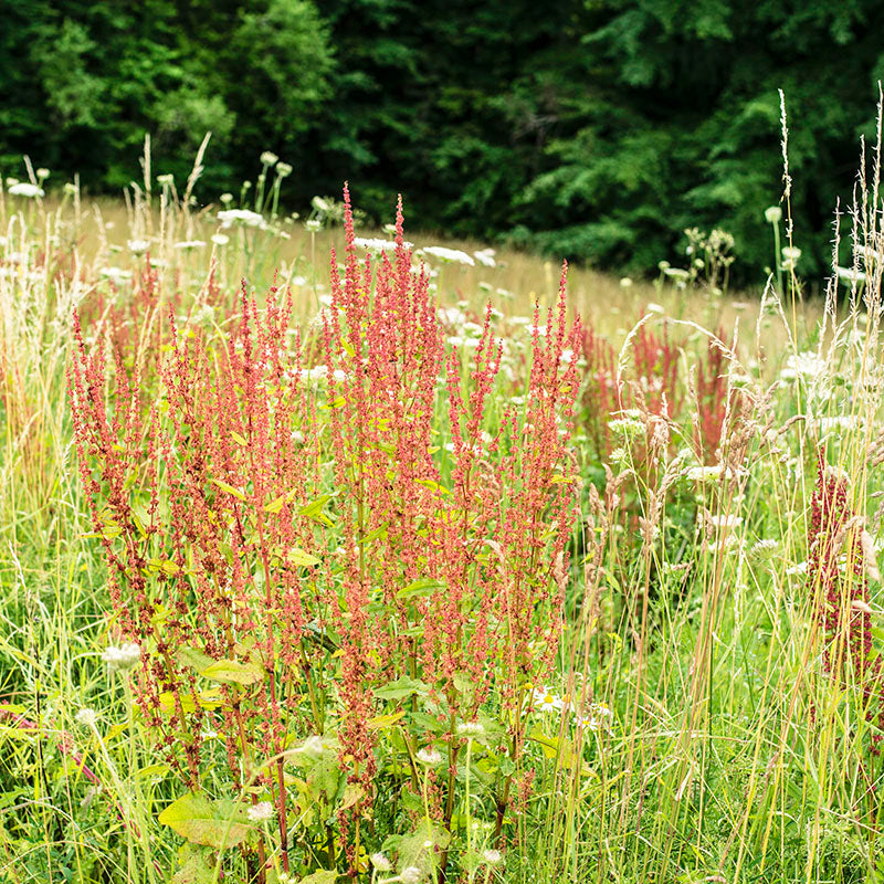 Rumex acetosella - Sheep's Sorrel Seeds