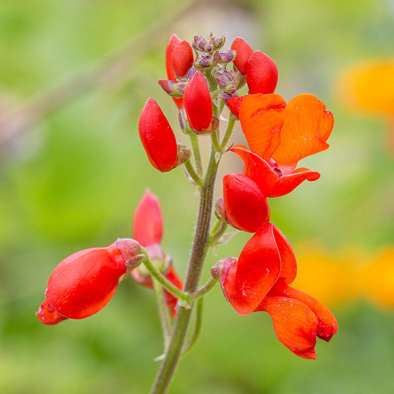Runner Bean 'Polestar' Seeds