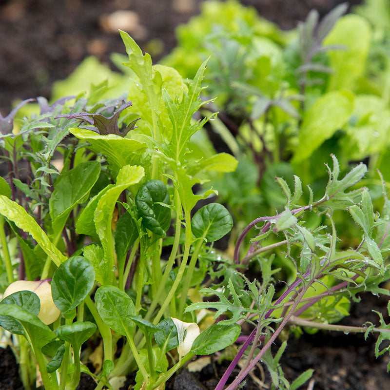 Salad Leaf - Oriental Mix - Seeds