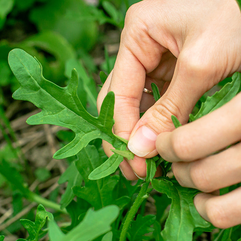 Salad Rocket Seeds