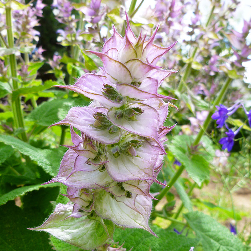 Salvia sclarea - Clary Sage Seeds