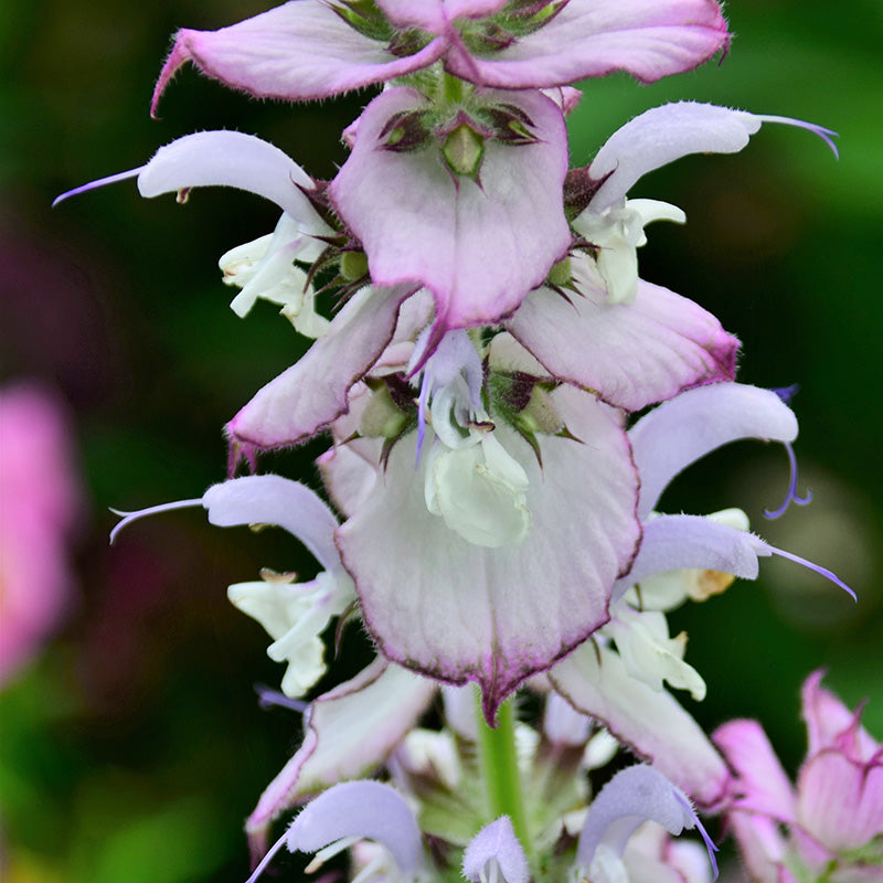Salvia sclarea - Clary Sage Seeds