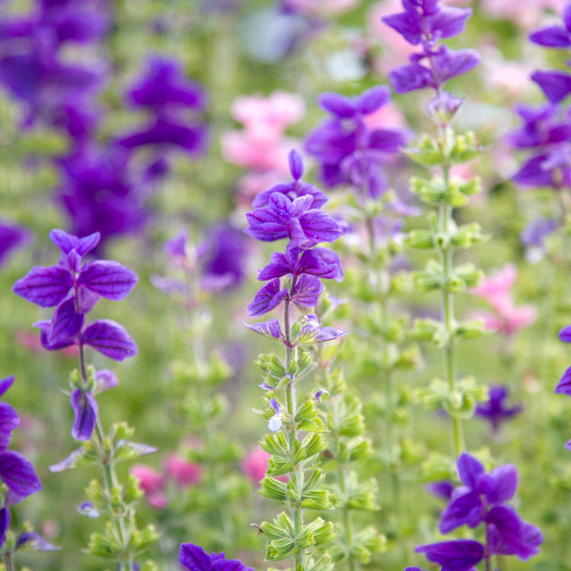 Salvia viridis 'Blue Monday' Seeds