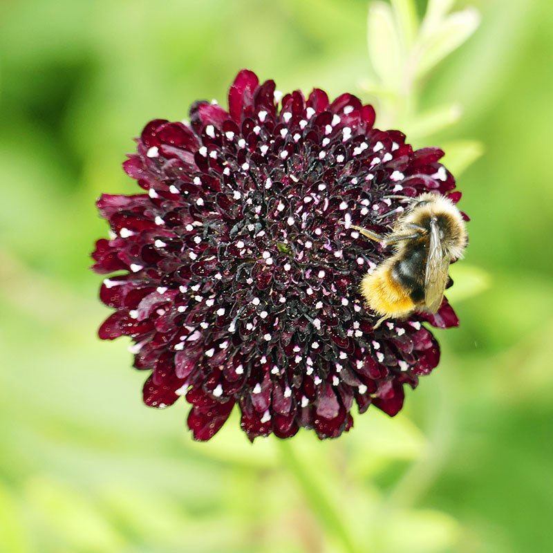 Scabiosa atropurpurea 'Black Knight' Seeds