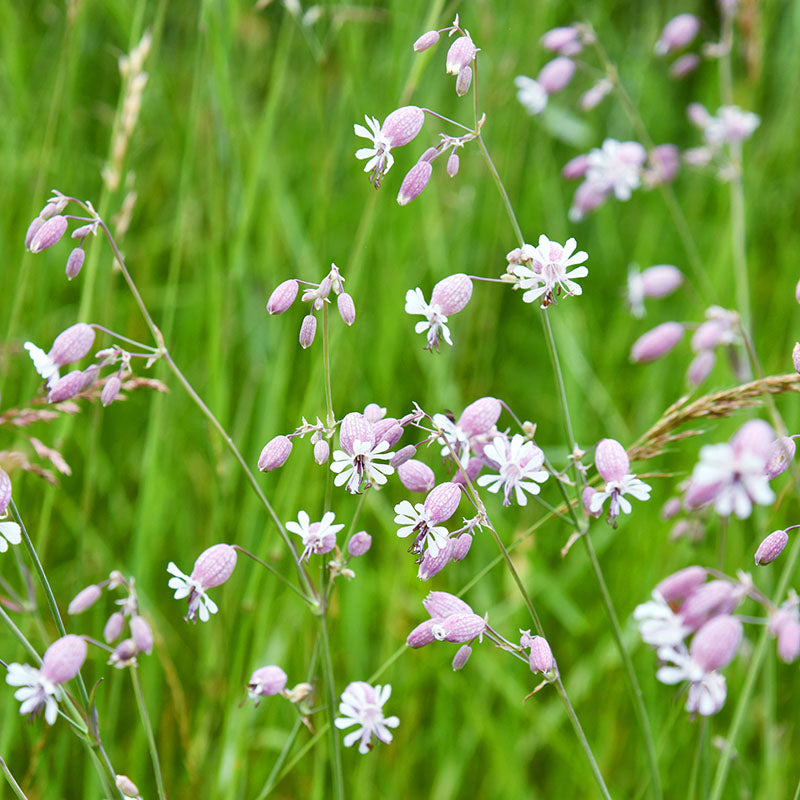 Silene vulgaris - Bladder Campion Seeds