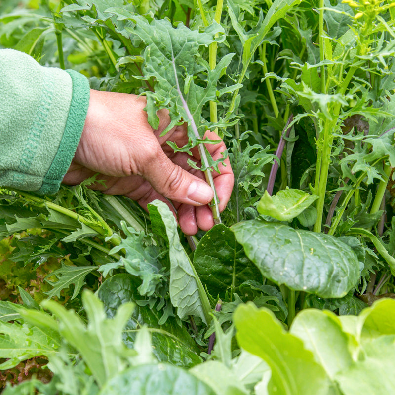 Spicy Salad Leaves (Mixed) Seeds
