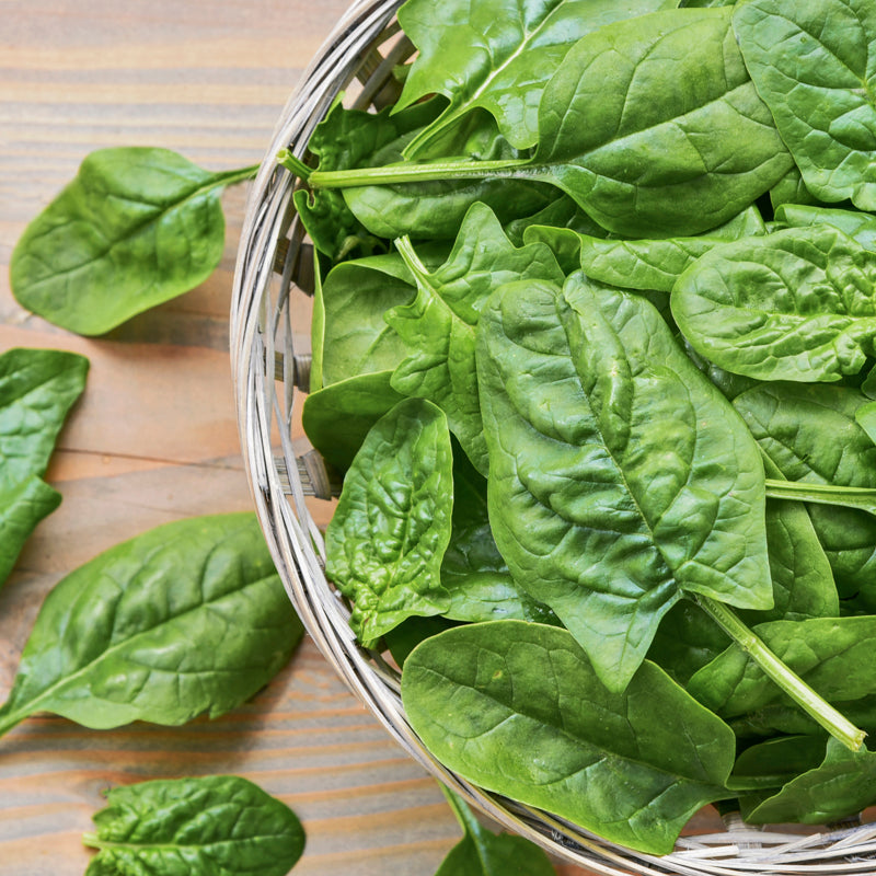 Spinach Beet (Perpetual Spinach) Seeds