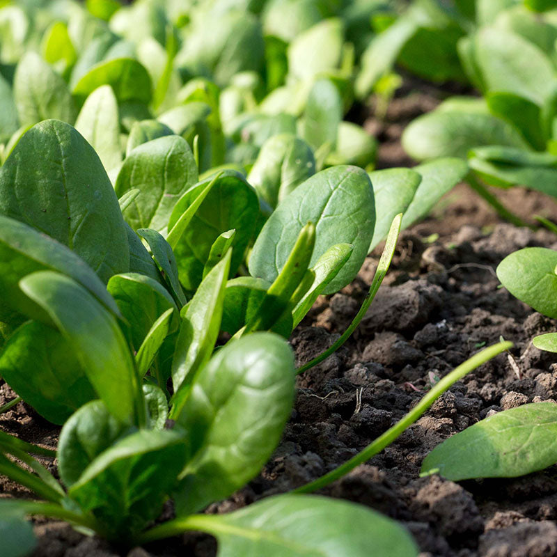 Spinach 'Medania' Seeds