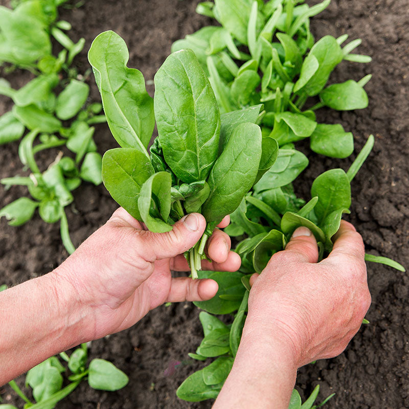 Spinach 'Medania' Seeds Stocks & Green