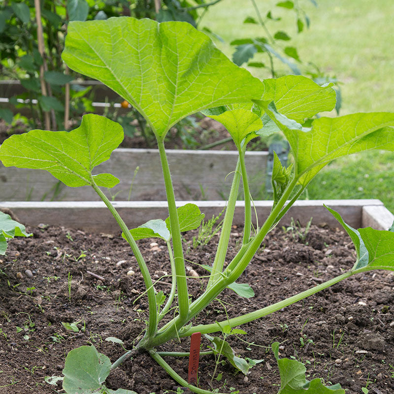 Squash 'Sweet Dumpling' Seeds