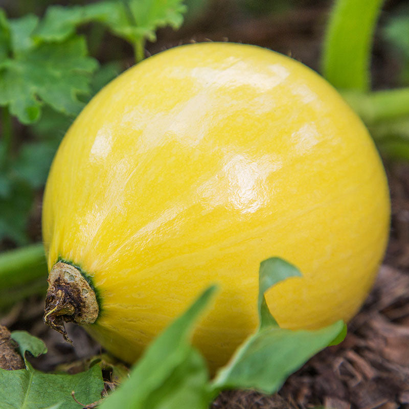 Squash 'Uchiki Kuri' Seeds