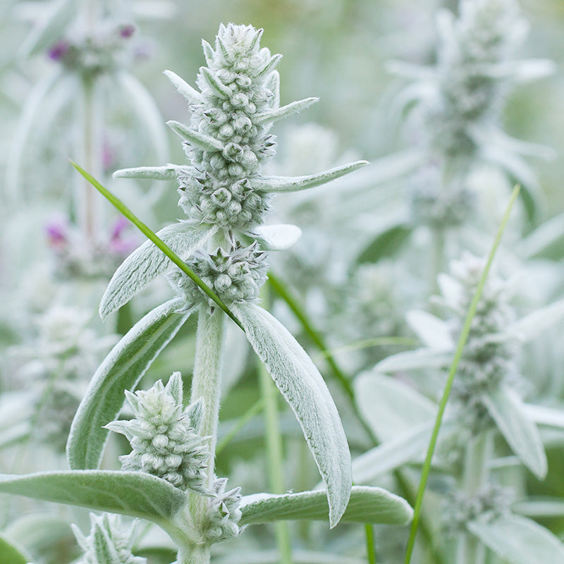Stachys byzantina - Lamb's Ear Seeds