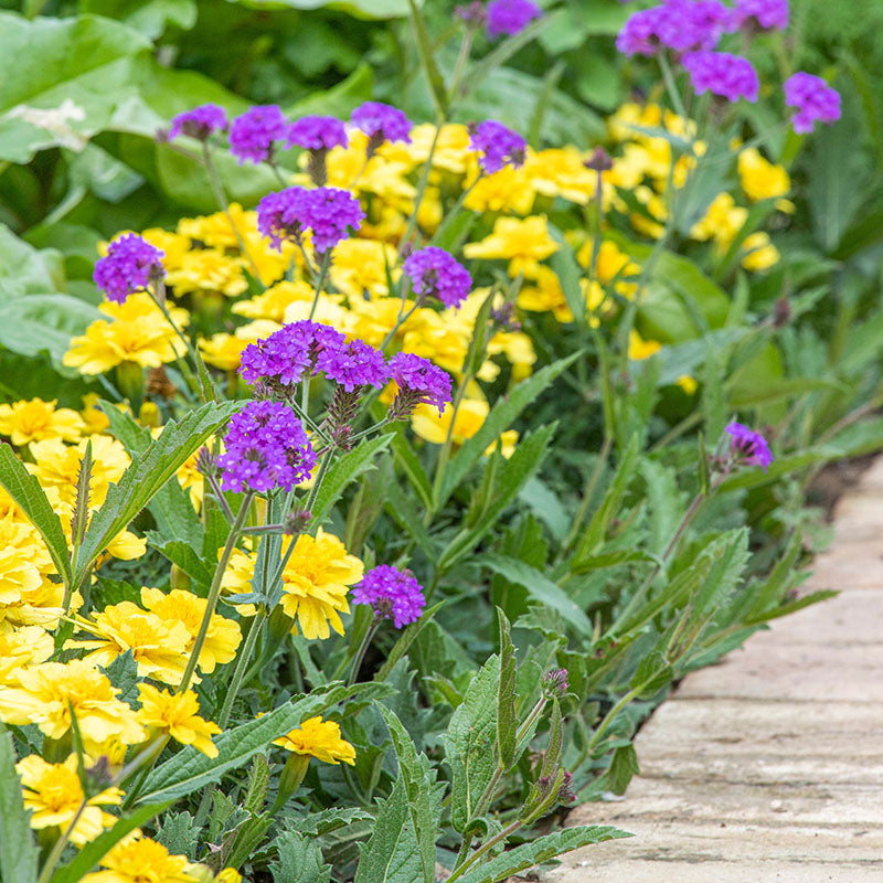 Tagetes 'Vanilla Cream' Seeds