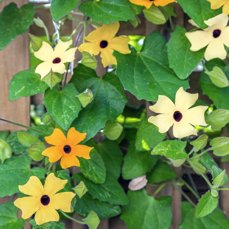 Thunbergia alata Mixed - Seeds