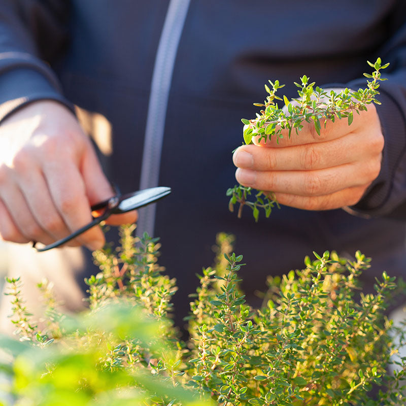 Thyme Seeds