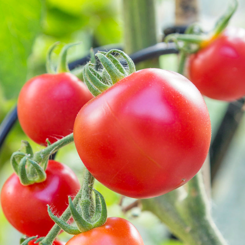 Tomato 'Alicante' Seeds Stocks & Green