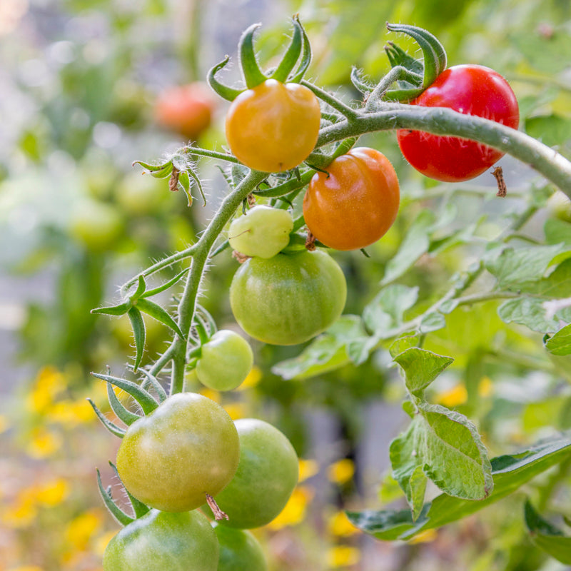 Tomato 'Gardeners Delight' Seeds