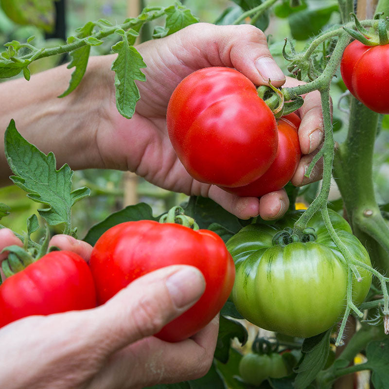 Tomato 'Marmande' Seeds