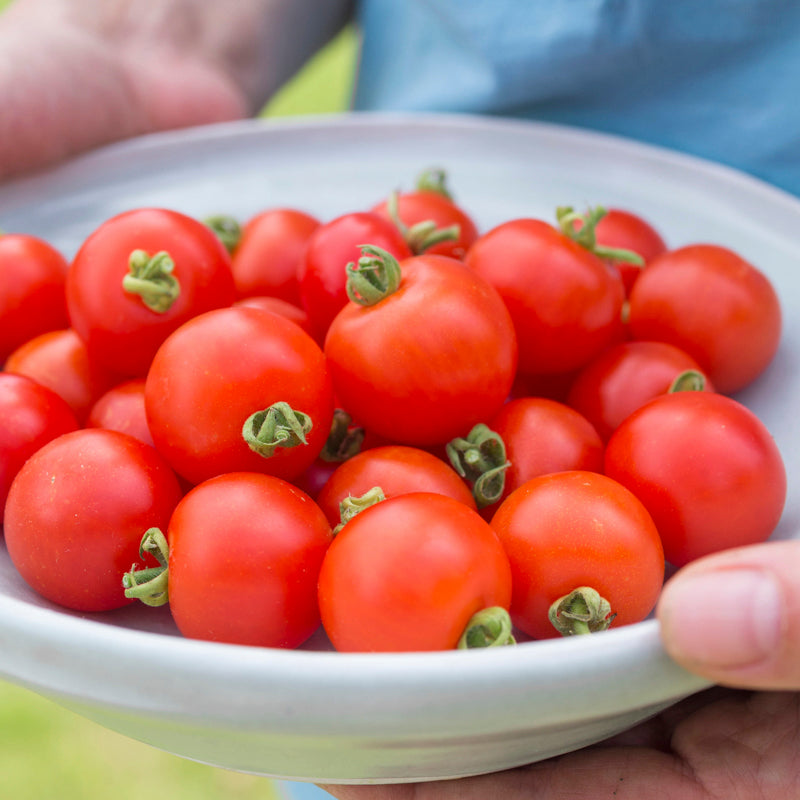 Tomato 'Tumbling Tom' Seeds
