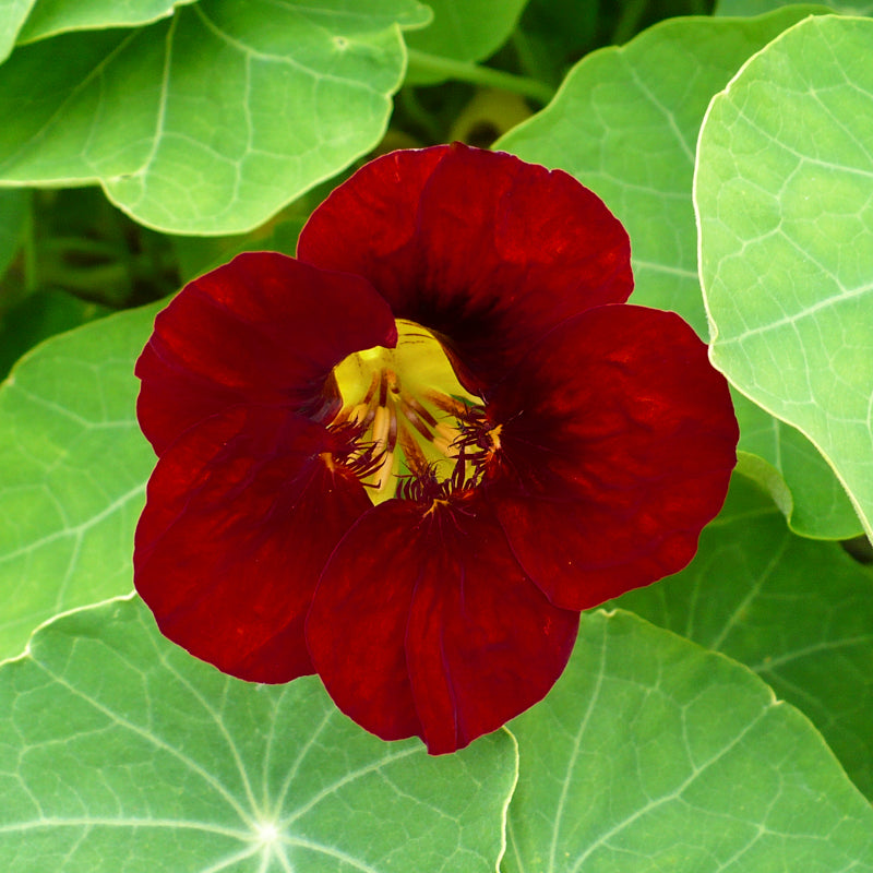 Tropaeolum 'Black Velvet' (Nasturtium) Seeds