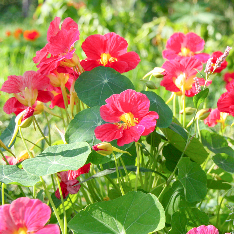 Tropaeolum 'Cherry Rose' (Nasturtium) Seeds