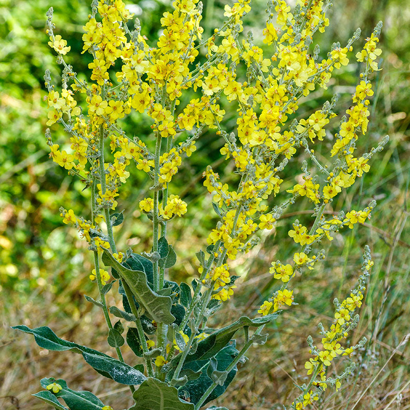 Verbascum thapsus - Seeds