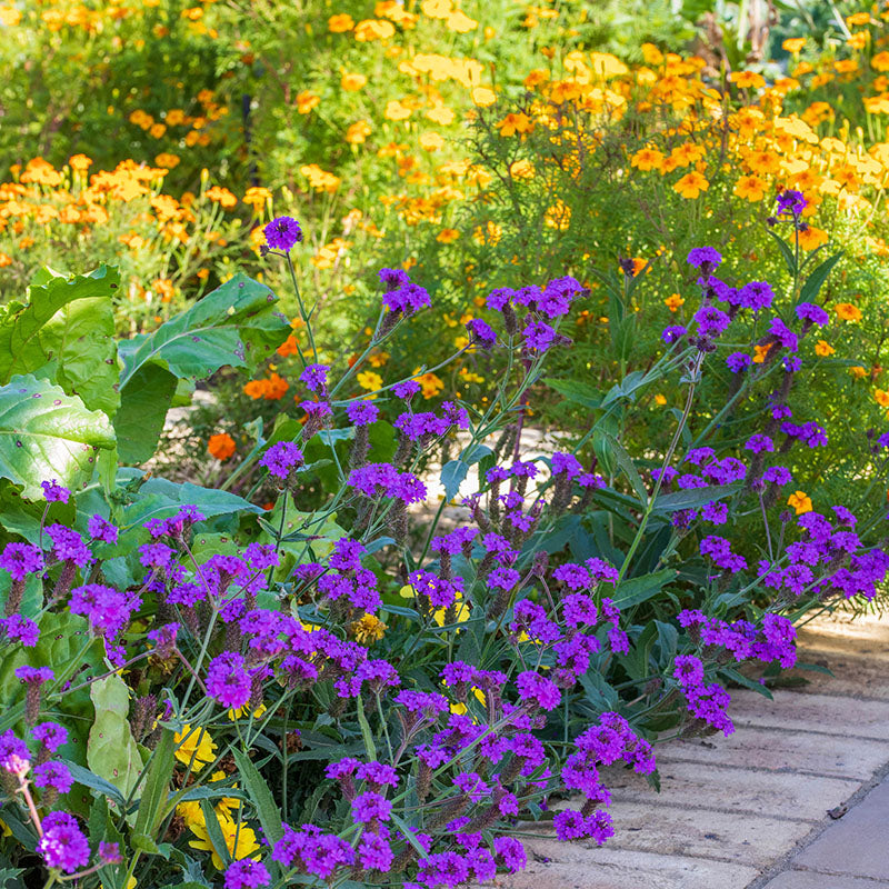 Verbena rigida 'Santos' Seeds