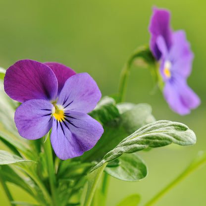Viola tricolor - Wild Pansy Seeds