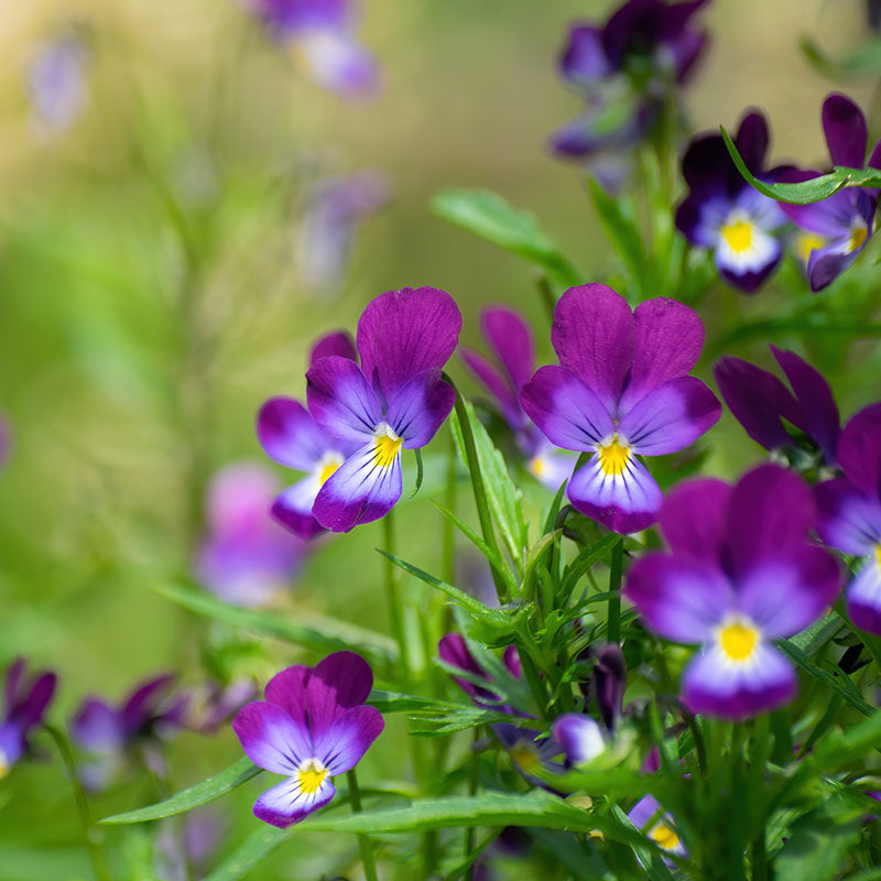 Viola tricolor - Wild Pansy Seeds