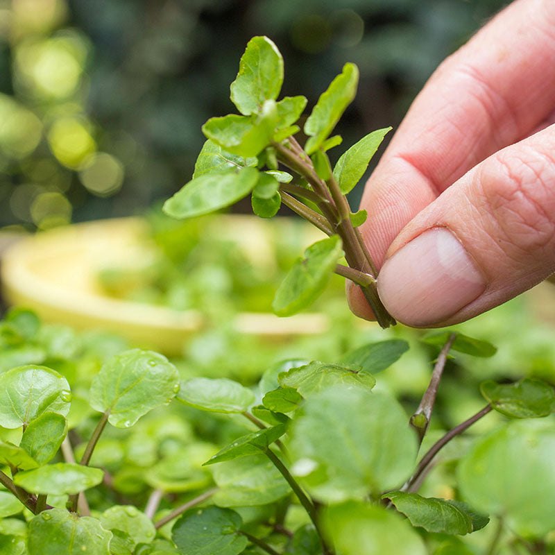 Watercress Seeds
