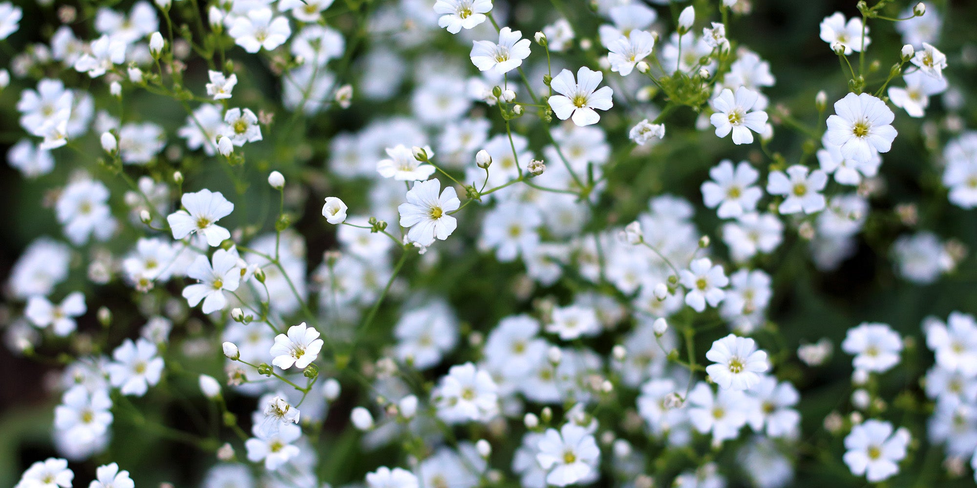 White Stock Example White – Stocks & Green