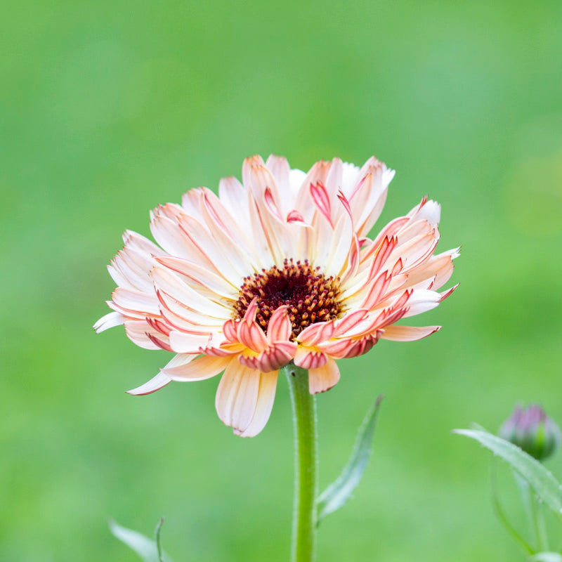 Calendula 'Sunset Buff' Seeds