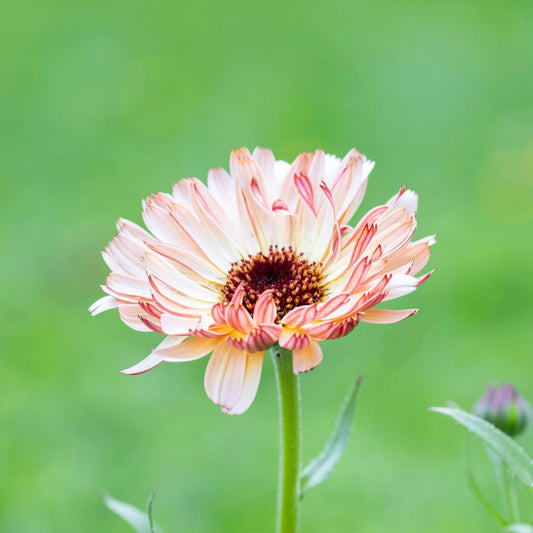 Calendula 'Sunset Buff' Seeds