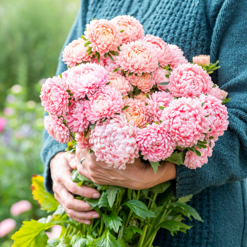 Callistephus 'Duchesse Apricot' Seeds