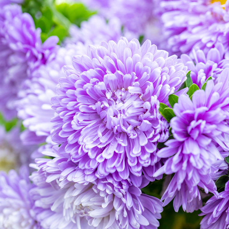 Callistephus 'Light Blue' Seeds