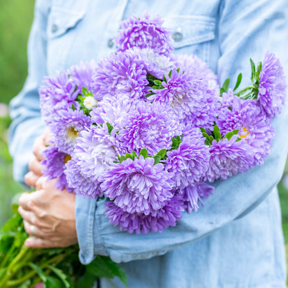 Callistephus 'Light Blue' Seeds