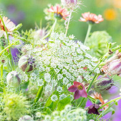 Ammi visnaga - Bishop's Weed Seeds