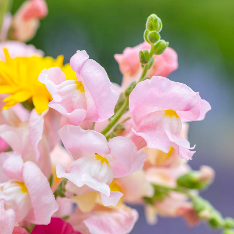 Antirrhinum 'Appleblossom' Seeds