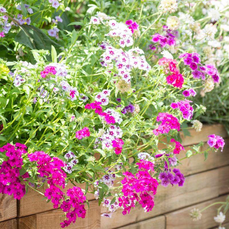 Phlox drummondii 'Tapestry' Seeds
