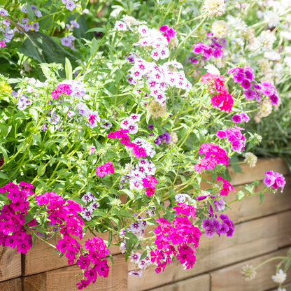 Phlox drummondii 'Tapestry' Seeds