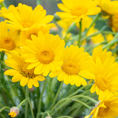 Gelbionis segetum - Corn Marigold Seeds